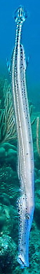 horizontaler trumpetfish