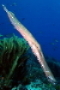 nochn trumpetfish